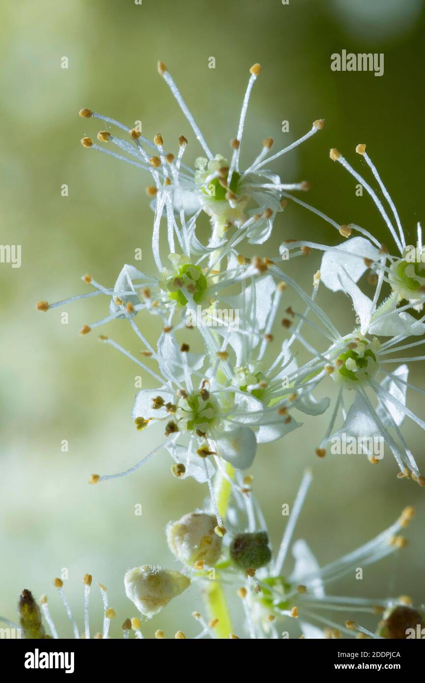 meadowsweet, regina del prato (Filipendula ulmaria), fiori, Germania Foto Stock
