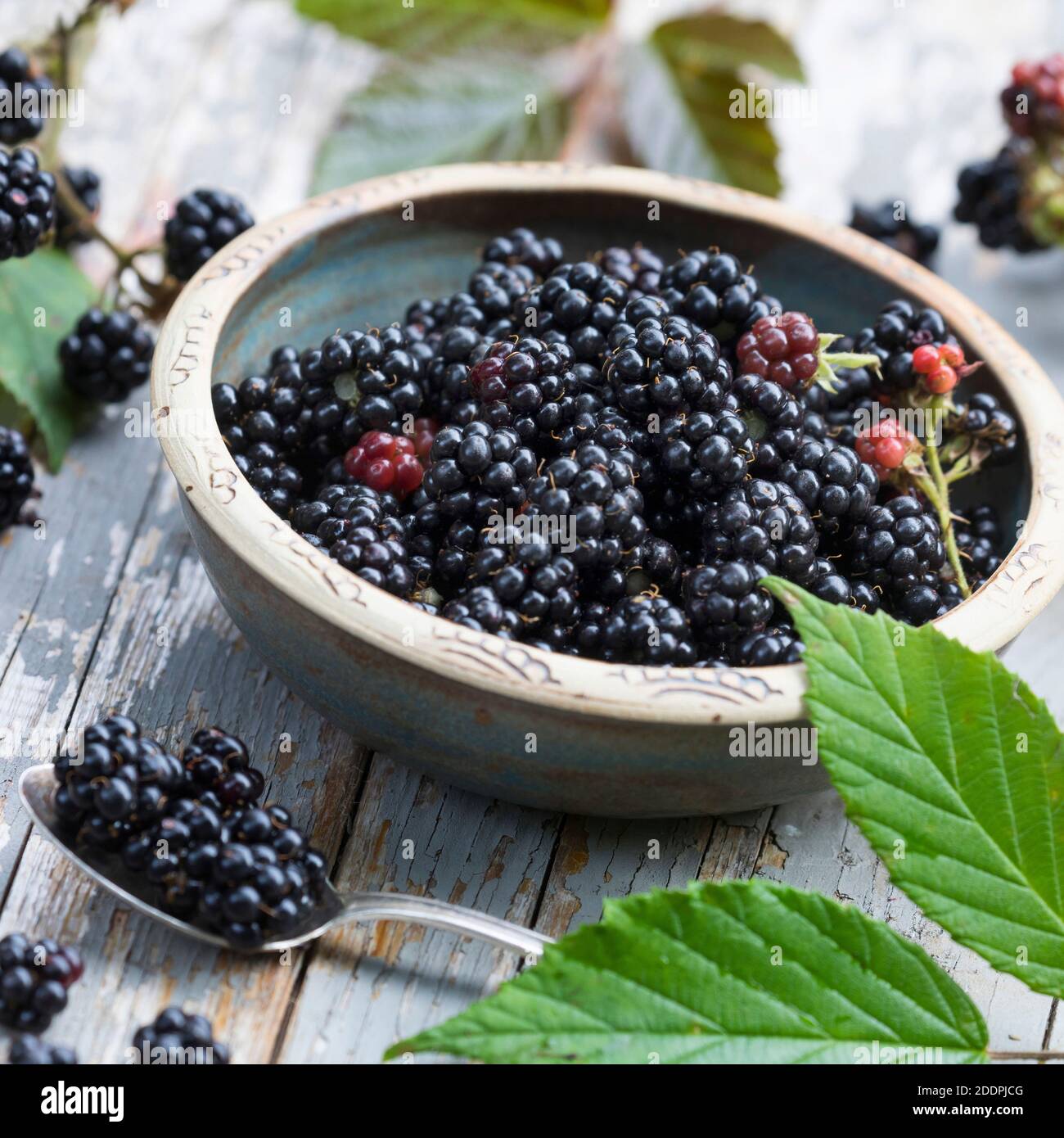 Arbusti blackberry (Rubus fruticosus), raccolta di more, Germania Foto Stock