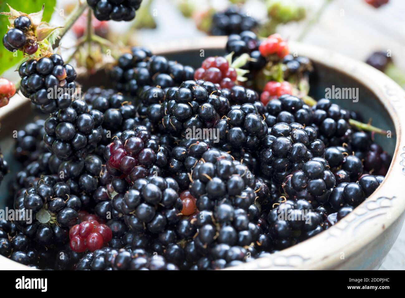 Arbusti blackberry (Rubus fruticosus), raccolta di more, Germania Foto Stock
