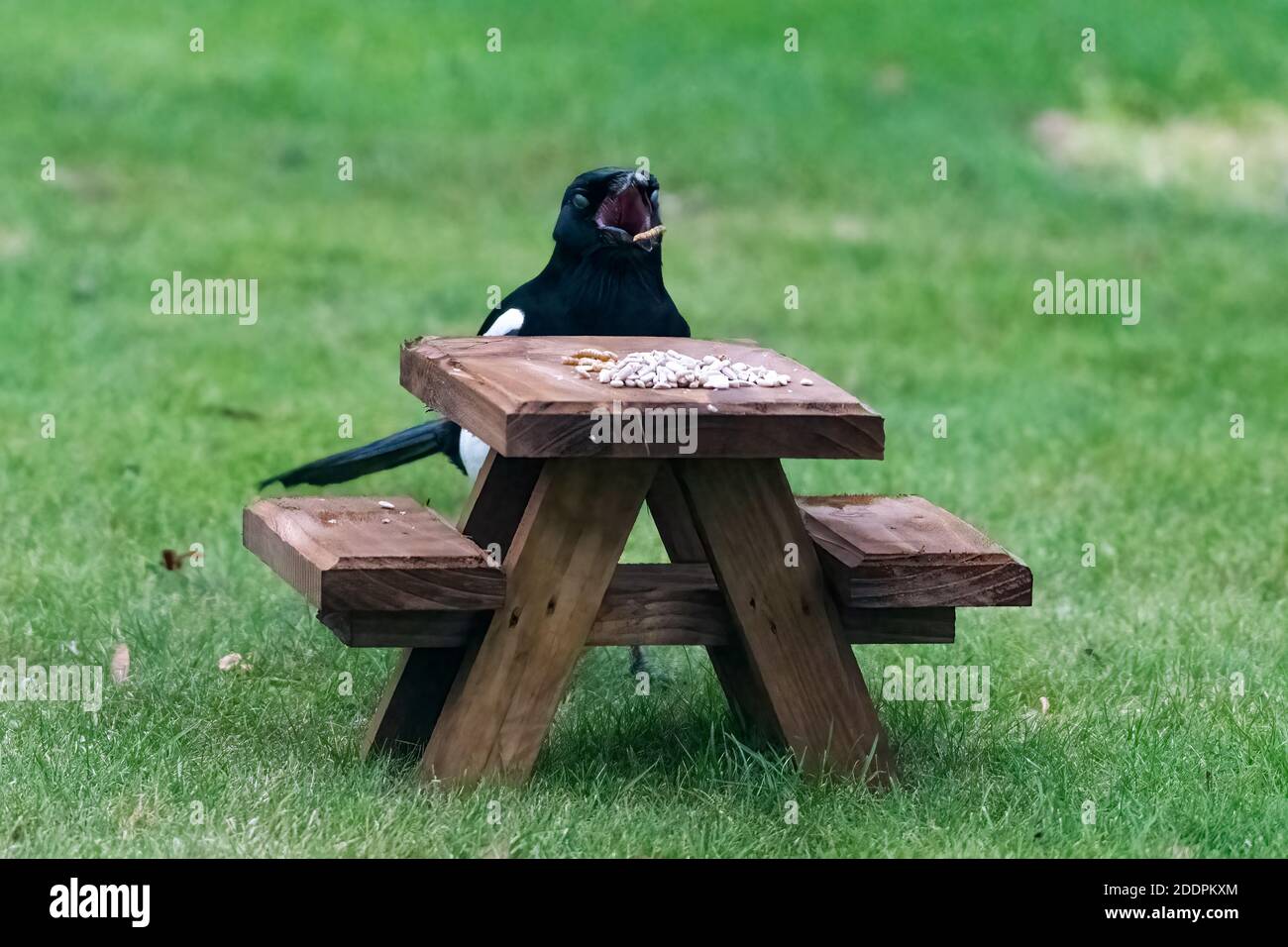 Alimentazione di Magpie da tavolo da picnic in legno in miniatura Foto Stock
