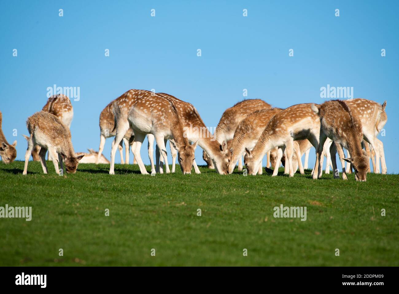 Daino fa, Milnthorpe, Cumbria. REGNO UNITO Foto Stock