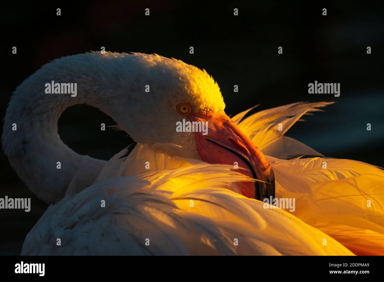 Bella luce del mattino presto su un grande fenicottero nella Camargue , Francia Foto Stock
