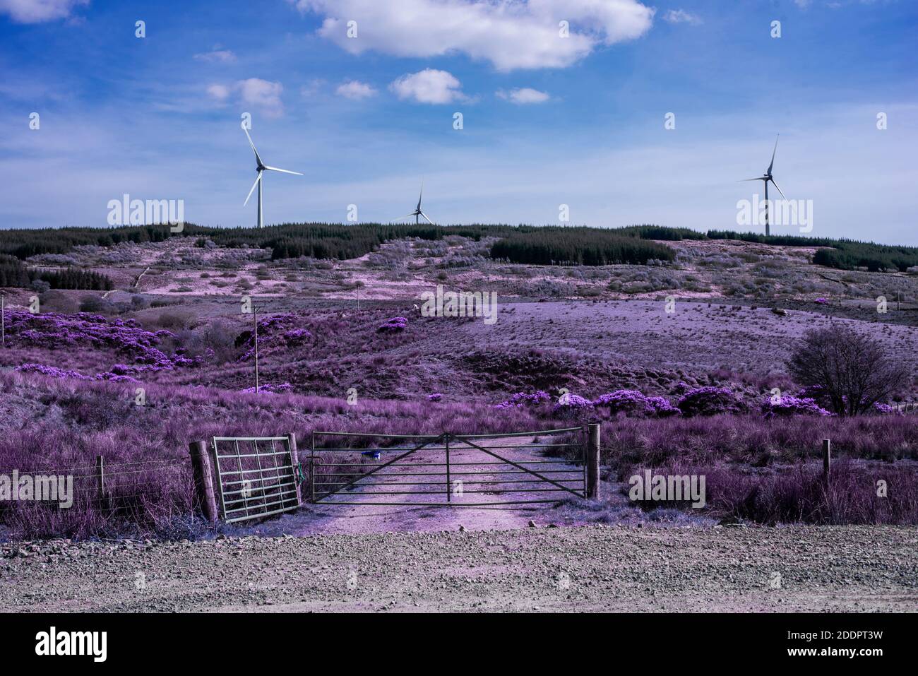 Mulini a vento viola a infrarossi Foto Stock