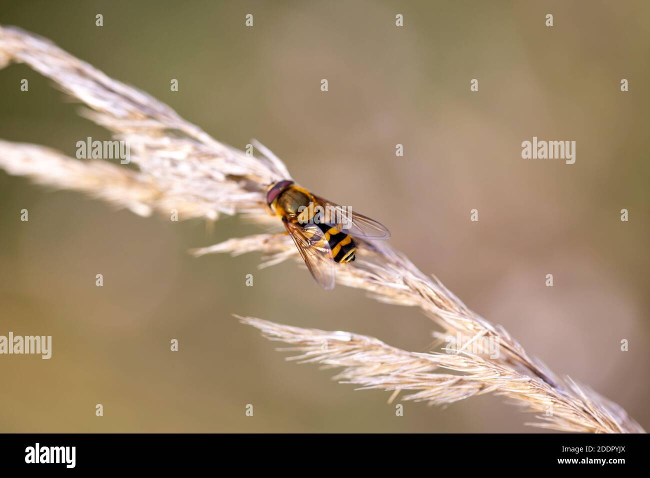 Un hoverfly ravvicinato che riposa sull'erba di pamppass Foto Stock