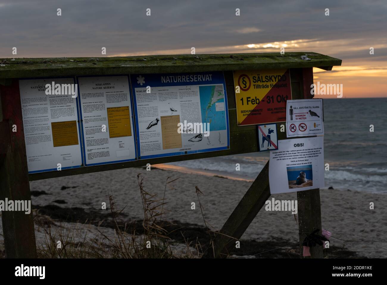 15 novembre 2020 - Falsterbo, Svezia: Una bacheca di informazioni fuori dalla riserva naturale di Maklapen al tramonto. Questa riserva è molto popolare a causa dei molti uccelli migratori e colonie di foche Foto Stock
