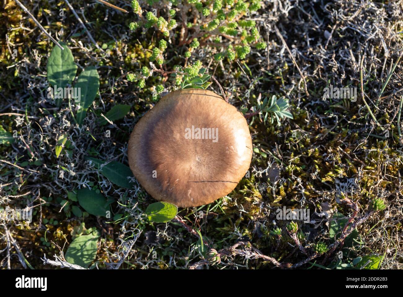 Fungo marrone commestibile (Pleurotus eryngii) Dalle dune dell'Oceano Atlantico francese viste dall'alto Foto Stock