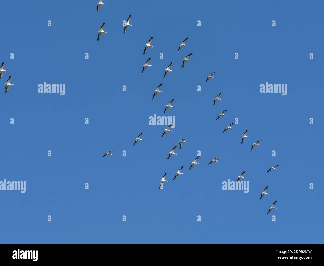 Pellicani bianchi (Pelecanus erythrorhynchos) Volare in alto sull'isola di Sanibel sulla costa del Golfo di Florida Stati Uniti Foto Stock