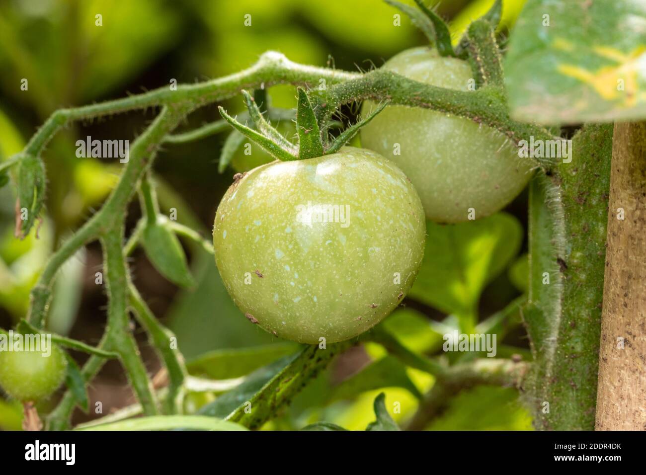 Mazzo di pomodori verdi grandi su un albero, coltivando il pomodoro selezionato in una serra. Foto Stock