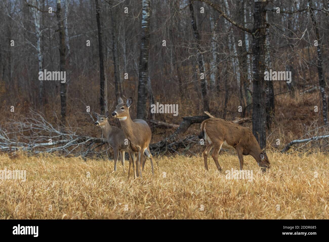 Cervi dalla coda bianca in un campo del Wisconsin settentrionale. Foto Stock