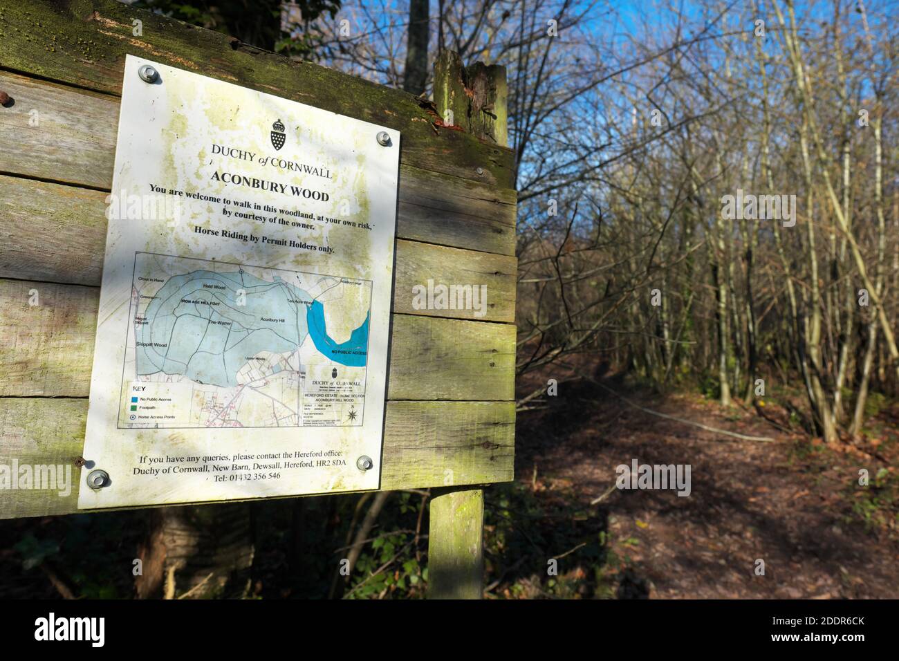 Aconbury Wood in Herefordshire UK - Nov 2020 boschi di collina di proprietà del Ducato di Cornovaglia aperto al public.Near il villaggio di Kingsthorne. Foto Stock