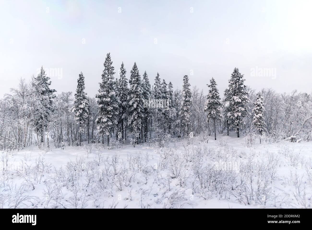 Alberi di pino innevati ai margini di una foresta in un ambiente quasi bianco e nero Foto Stock