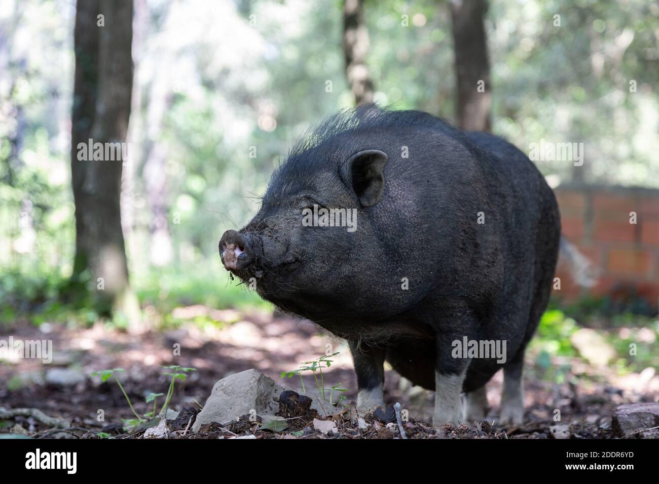 Maiale vietnamita con pancia in fattoria Foto Stock