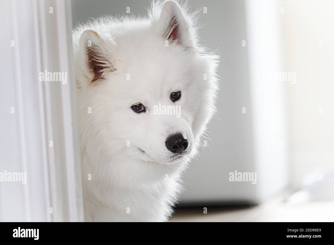Ritratto di bel cane Samoiato bianco. Foto Stock