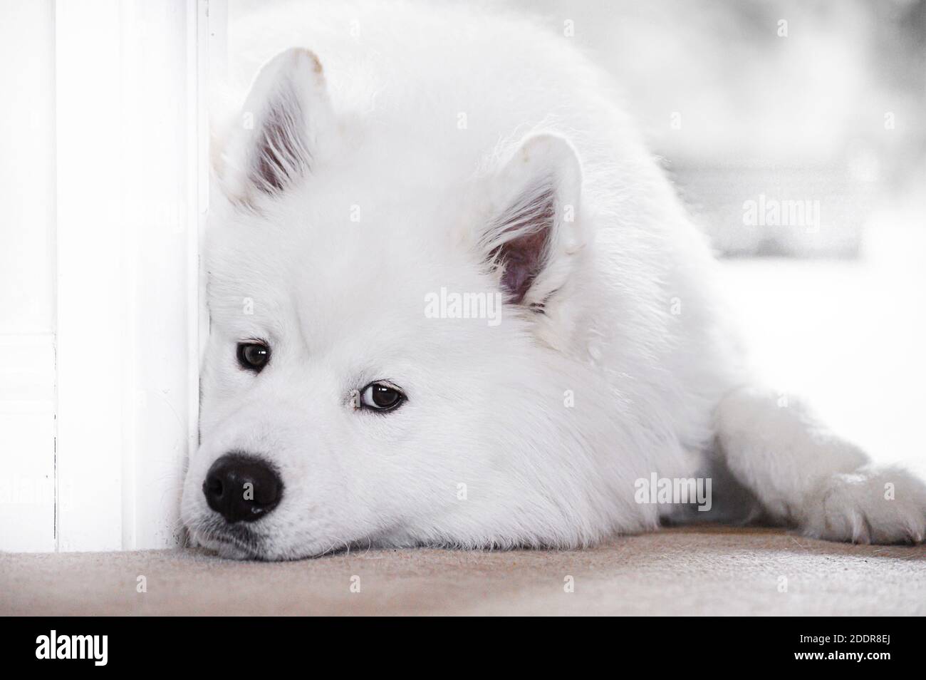 Ritratto di bel cane Samoiato bianco. Foto Stock