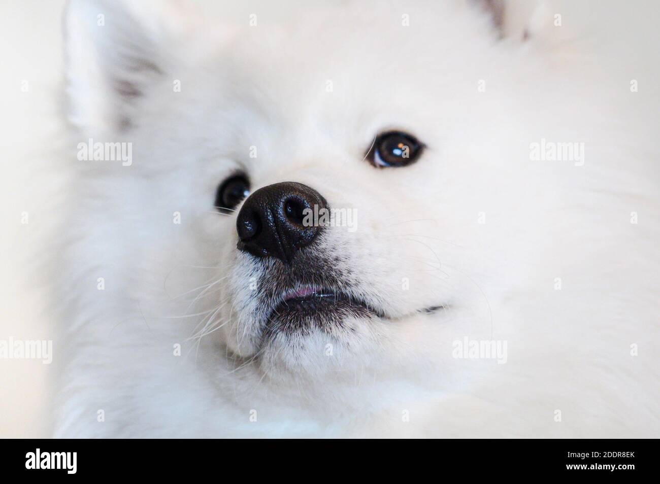 Ritratto di bel cane Samoiato bianco. Foto Stock