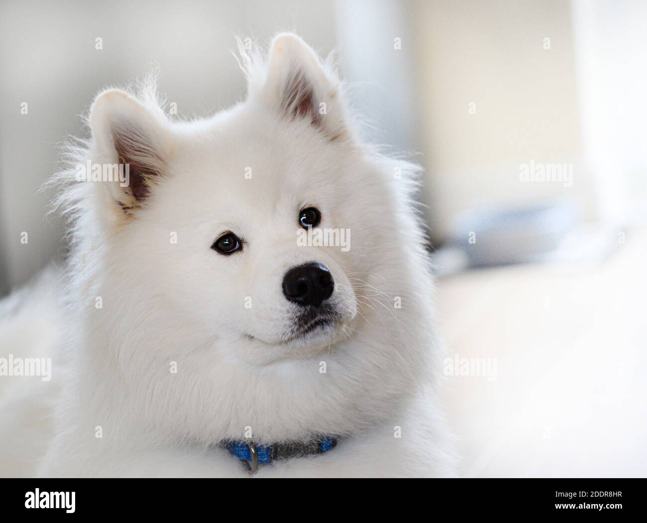 Ritratto di bel cane Samoiato bianco. Foto Stock