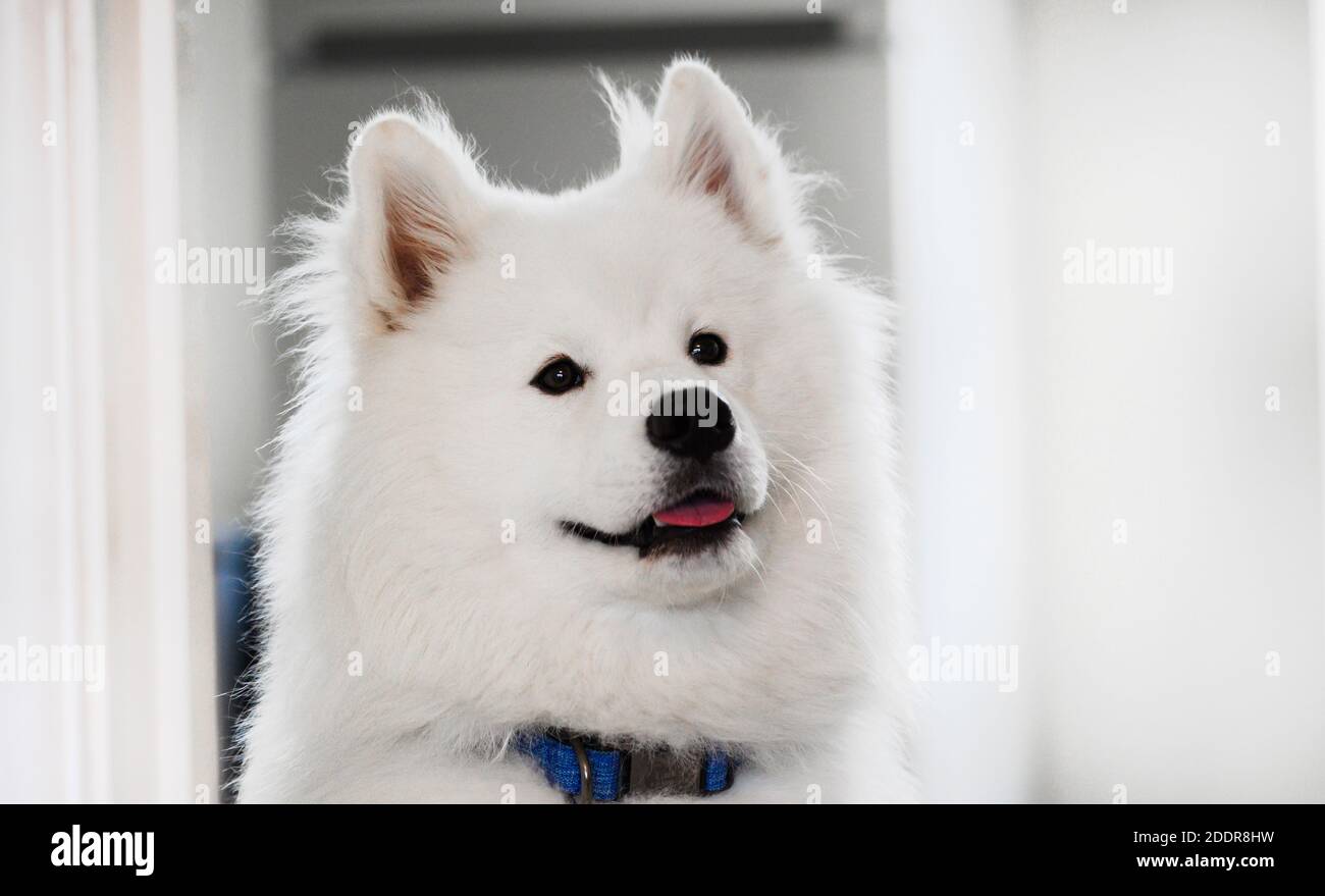 Ritratto di bel cane Samoiato bianco. Foto Stock