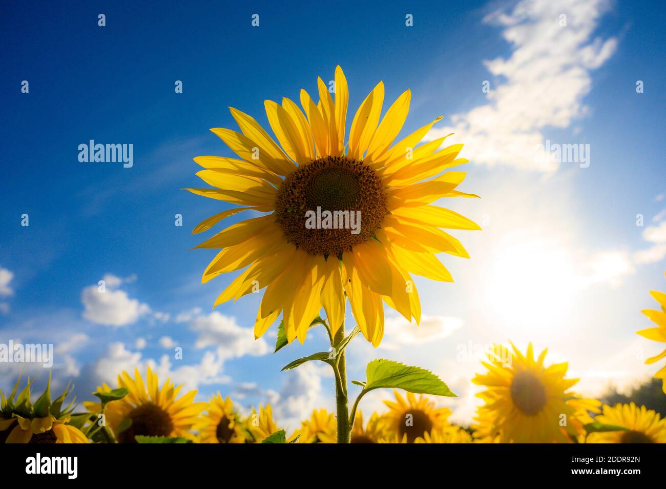 Primo piano di un girasole giallo brillante in fiore. Foto Stock