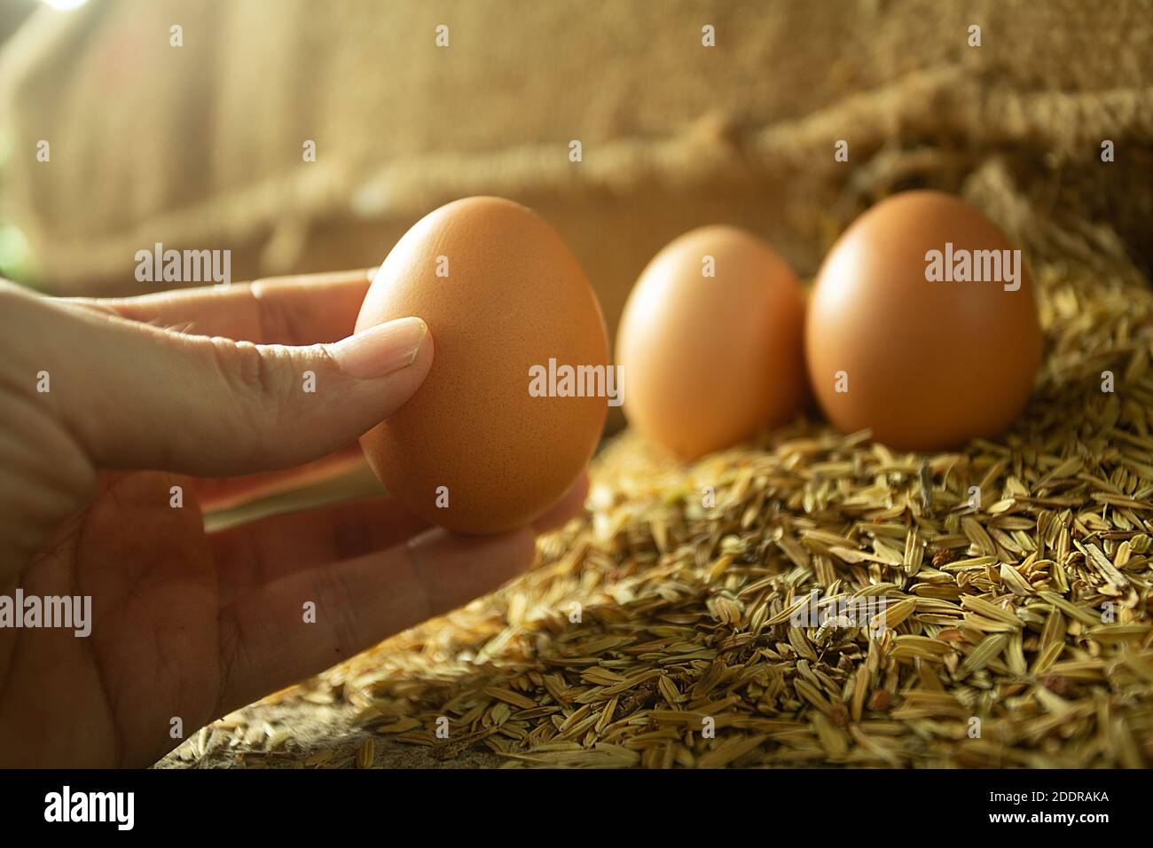 La mano dell’uomo che preleva un uovo dalla buccia per cucinare. Foto a luce dorata. Foto Stock
