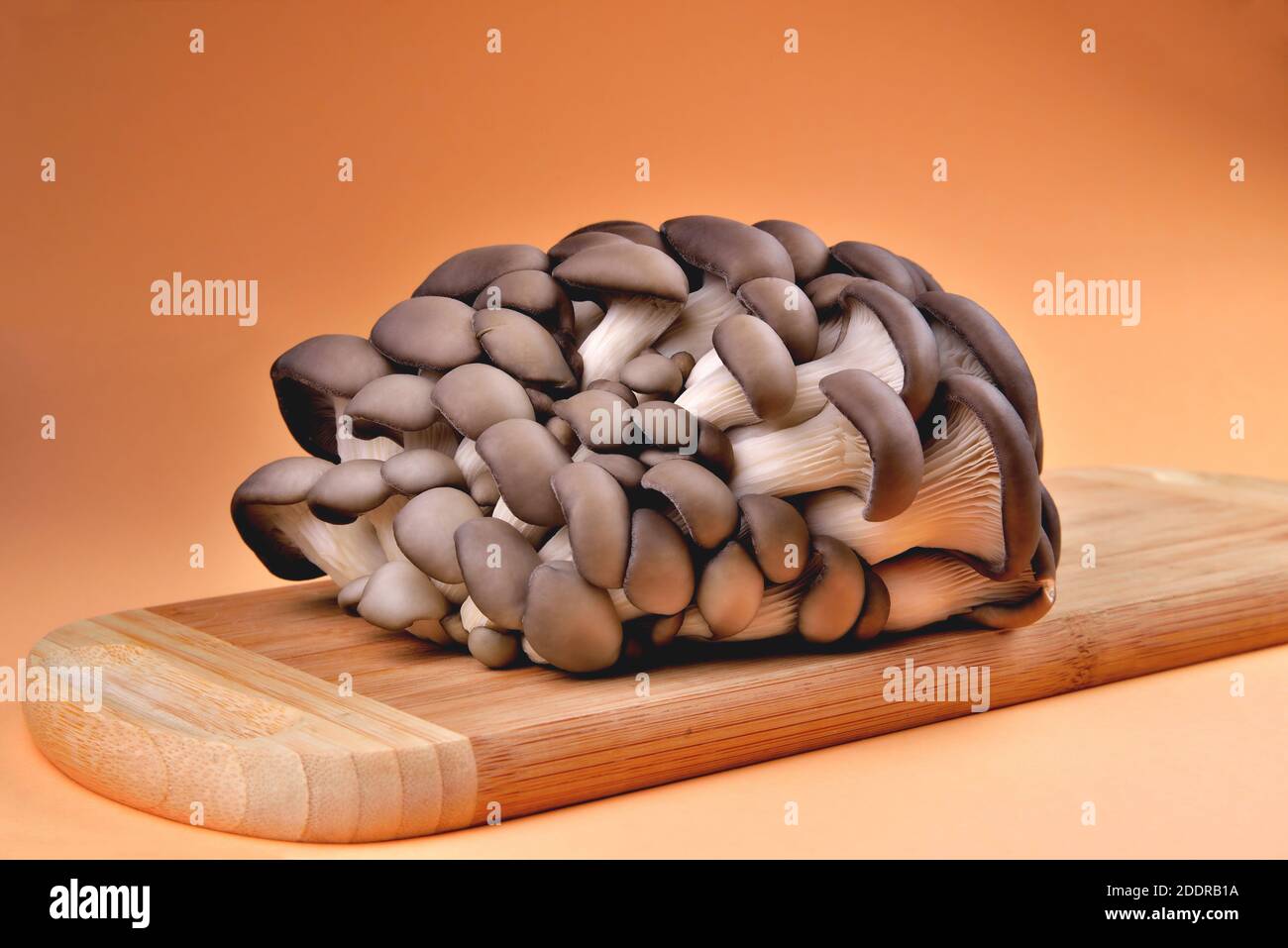 Funghi di ostrica naturali commestibili, tagliere di bambù, su sfondo arancione, funghi per cucinare e sottaceti, primo piano e spazio di copia Foto Stock