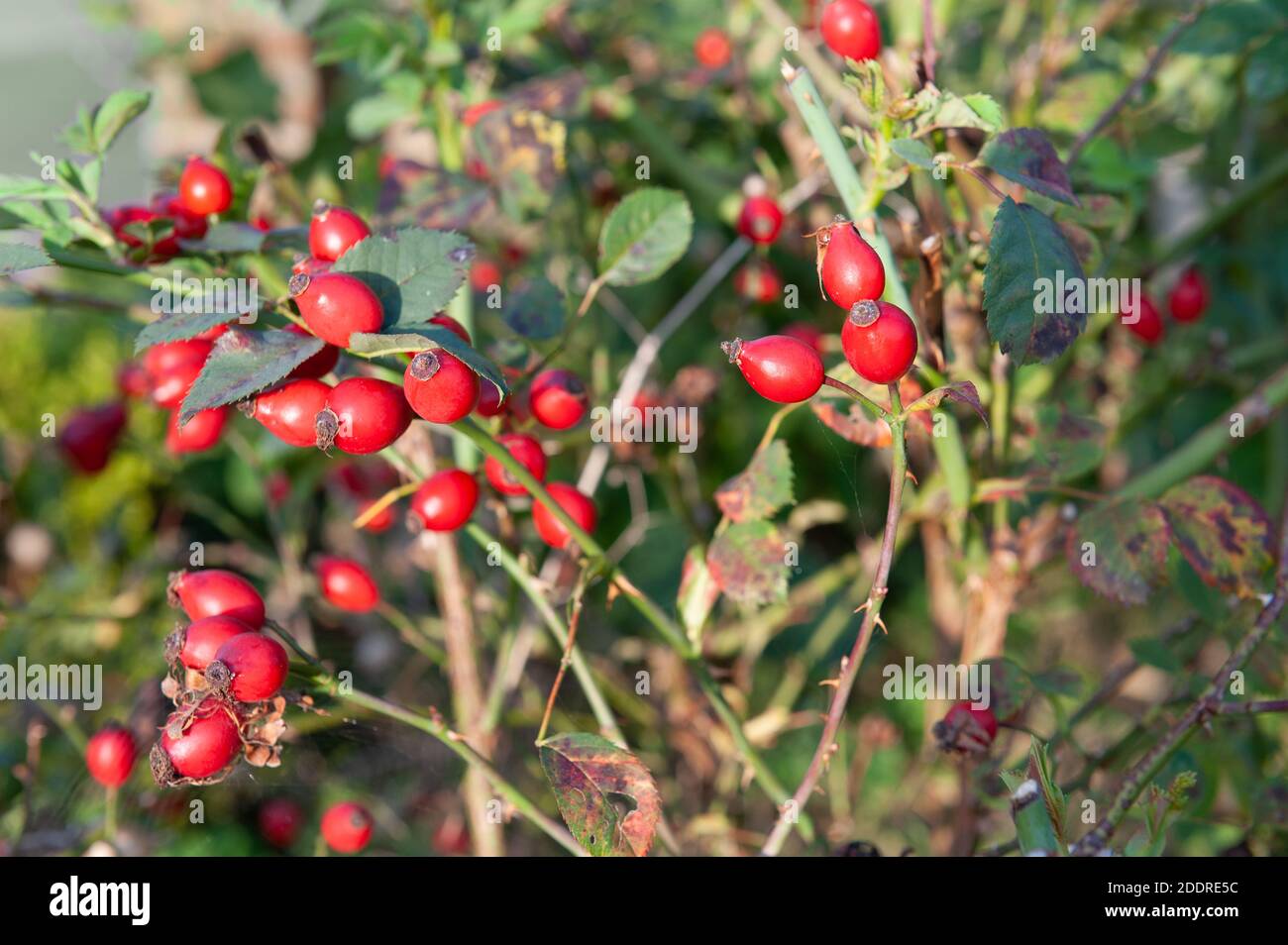 Raccolto abbondante di fianchi di rosa o di cane è aumentato dopo un Estate calda e umida su Rosa spp Foto Stock