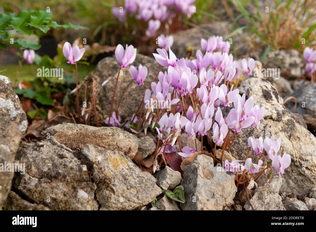 Ciclamino selvatico, ciclamino persico, con graziosi fiori rosa a fine autunno e foglie decorative a forma di cuore tra calcare Foto Stock