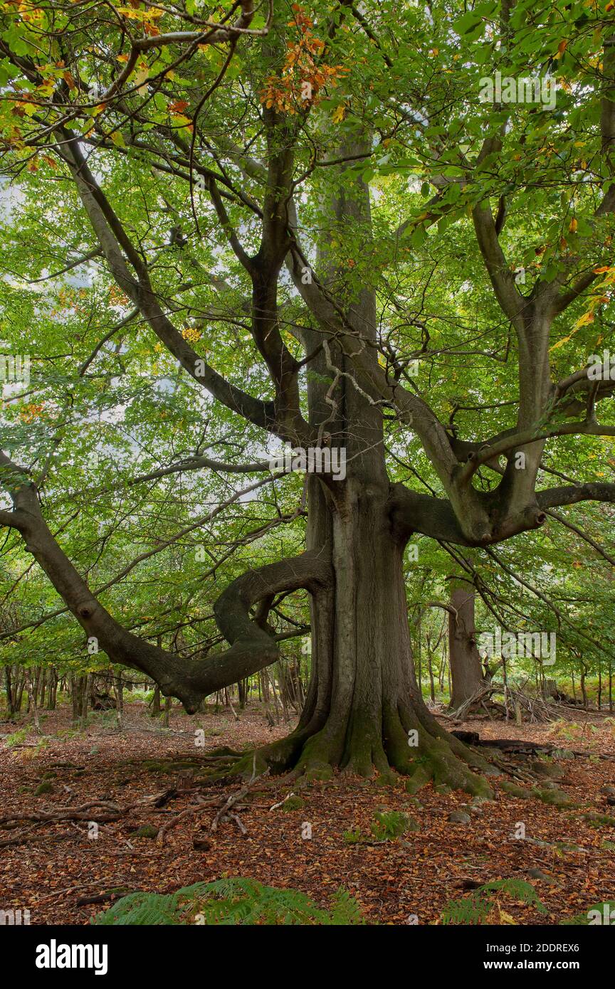 Sotto un massiccio albero comune di faggio, in antico bosco con ampie ramificazioni cahereal come coprendo il pavimento della foresta Foto Stock