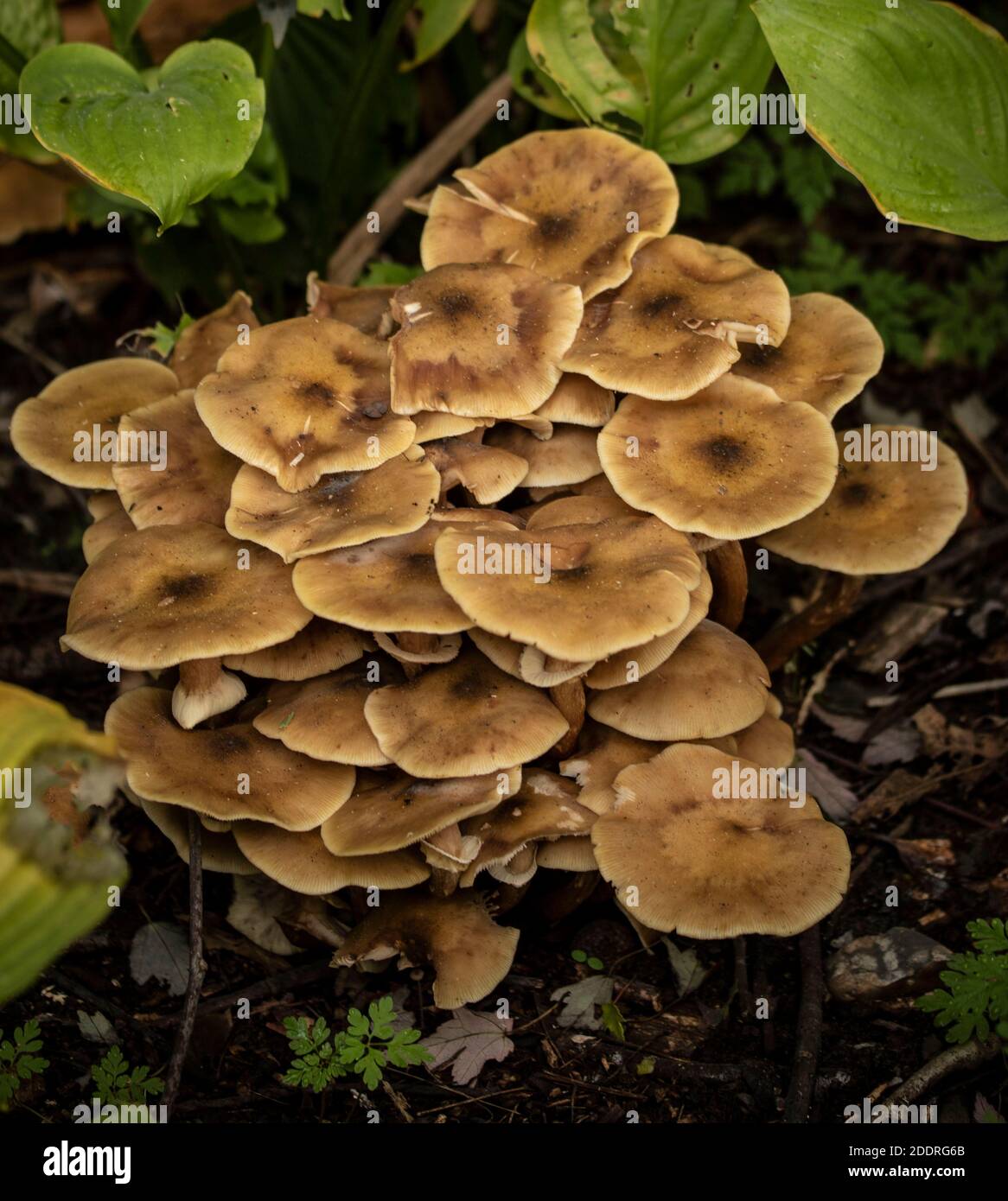 Chiodino (Armillaria mellea) Foto Stock