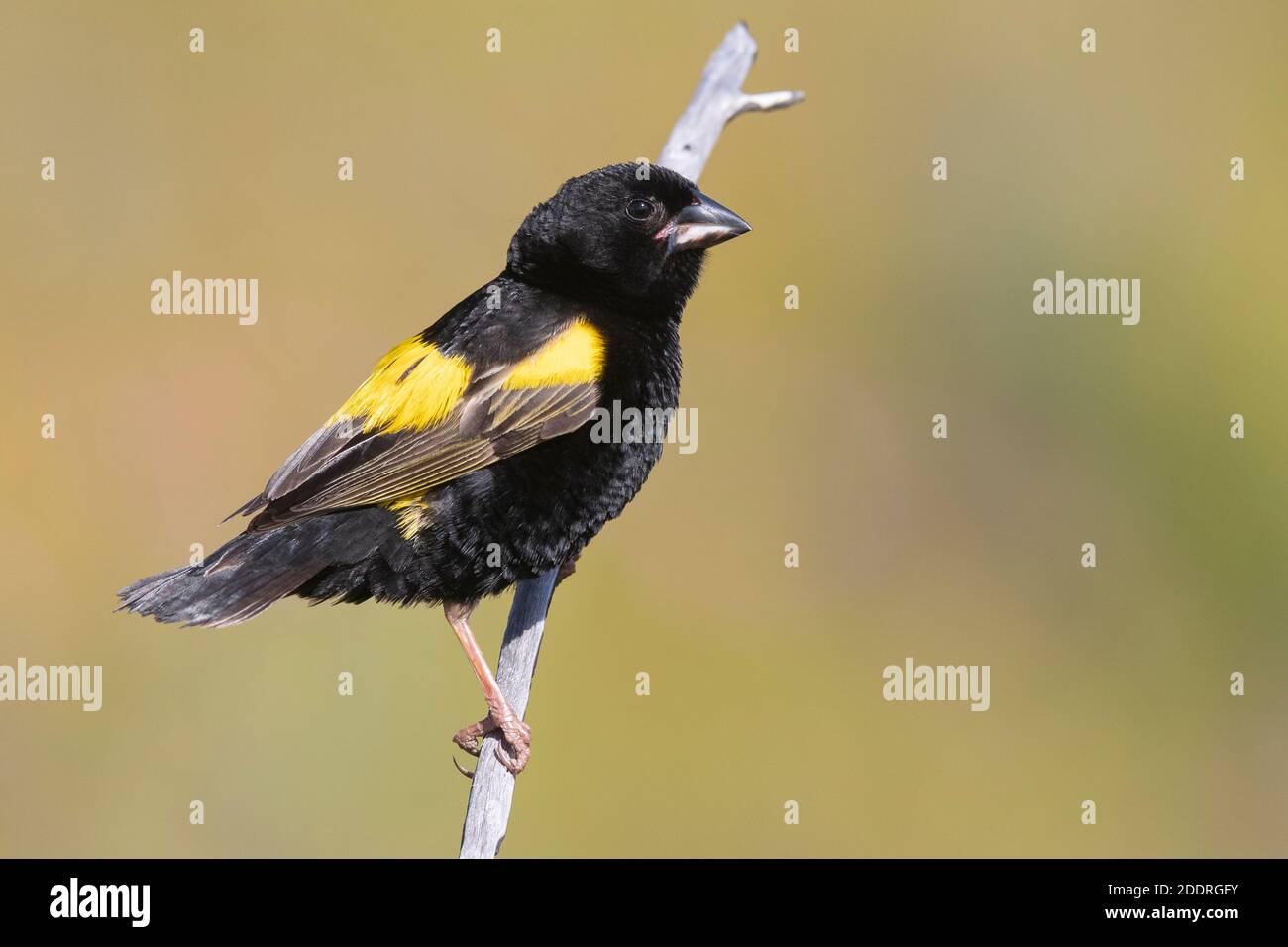 Vescovo giallo (Euplectes capensis), vista laterale di un maschio adulto in piumaggio riproduttivo arroccato su un ramo, Capo Occidentale, Sudafrica Foto Stock