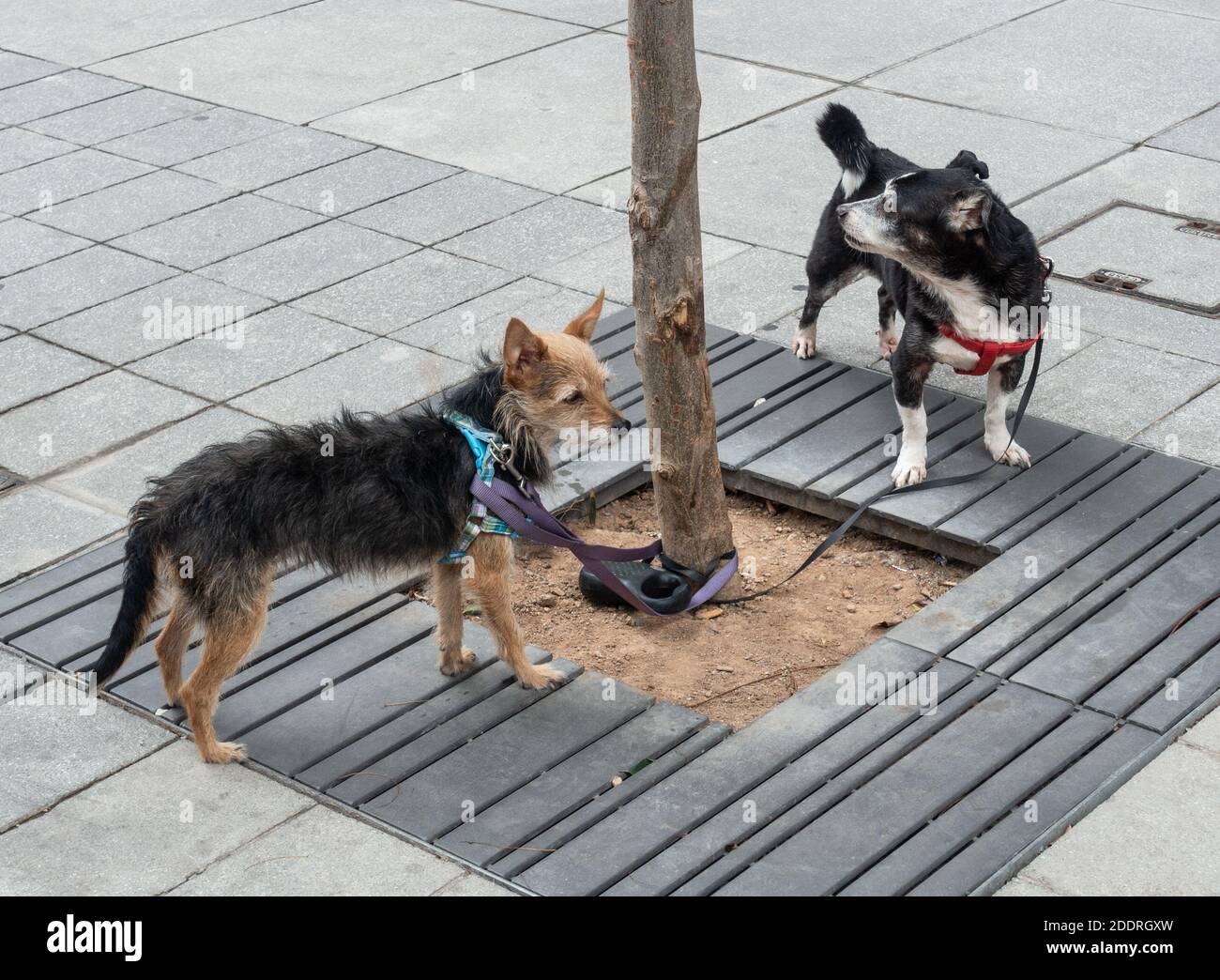 Due cani in attesa del proprietario all'esterno del negozio.gg Foto Stock