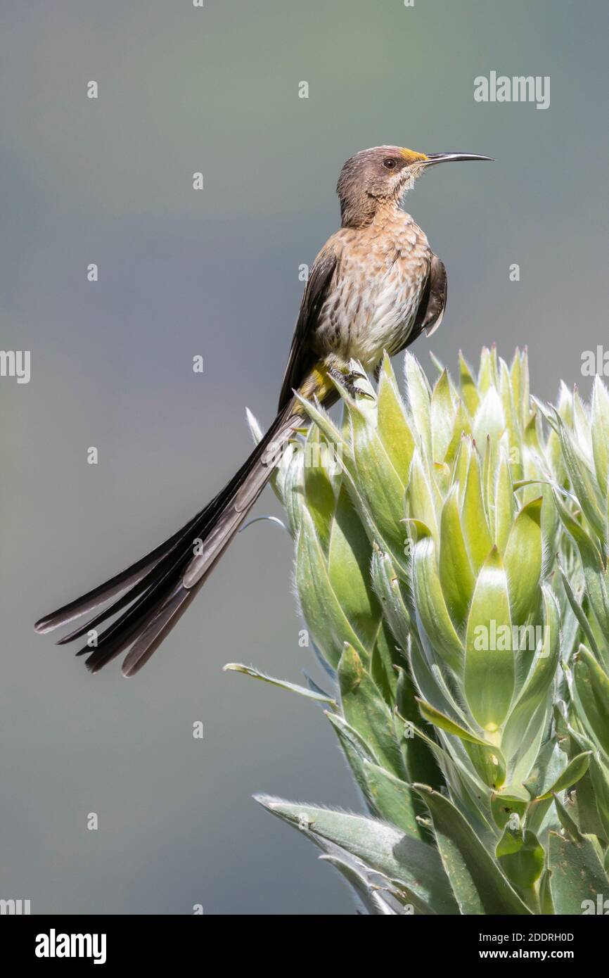 Capo Sugarbird (Promerops cafer), uomo adulto appollaiato su un fiore, Capo Occidentale, Sud Africa Foto Stock