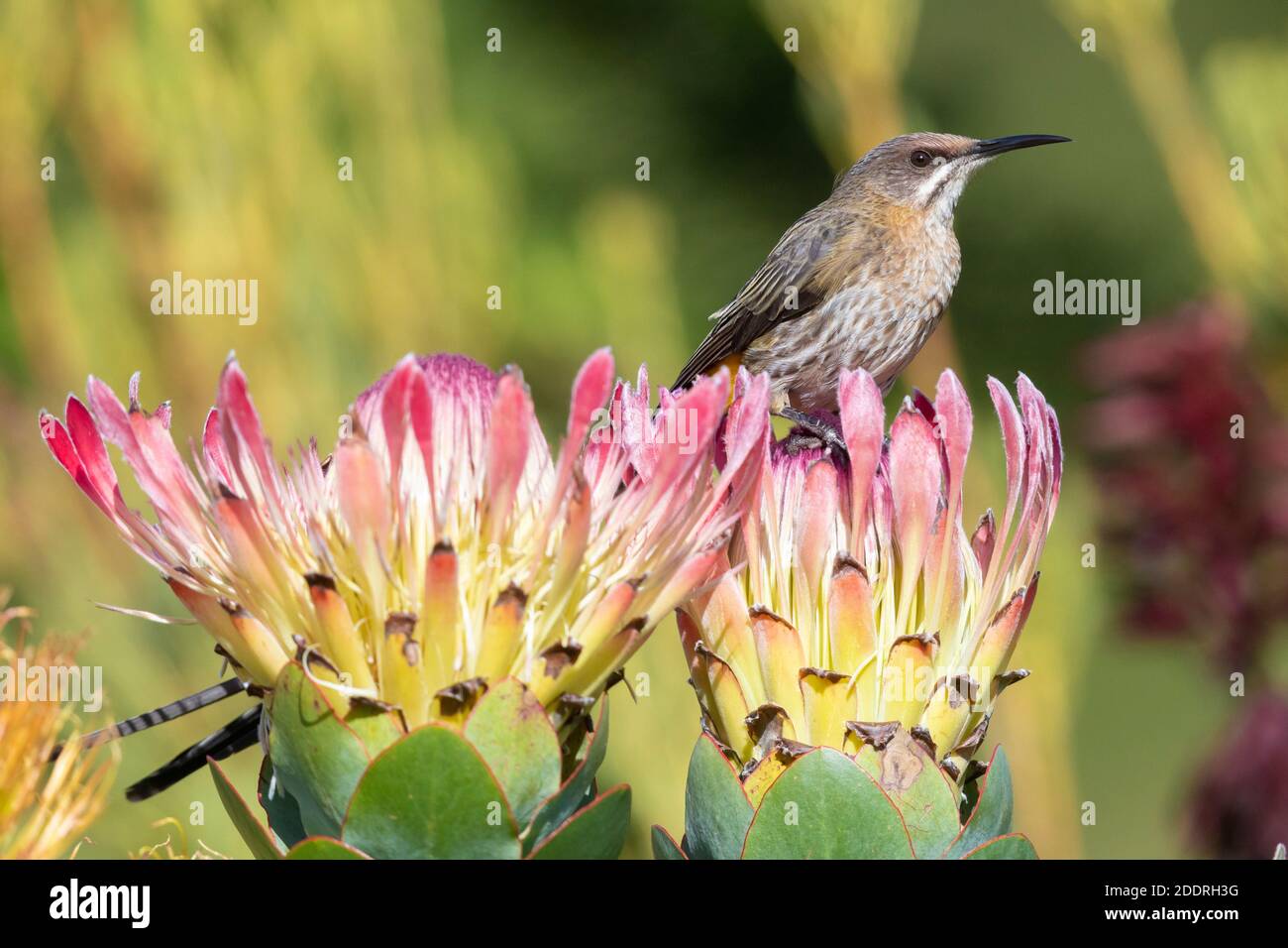 Capo Sugarbird (Promerops cafer), uomo adulto appollaiato su un fiore, Capo Occidentale, Sud Africa Foto Stock