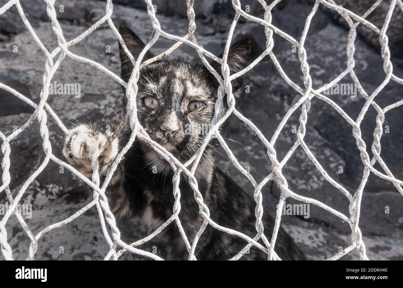 Gatto feriale/gattino dietro la recinzione del filo. Foto Stock