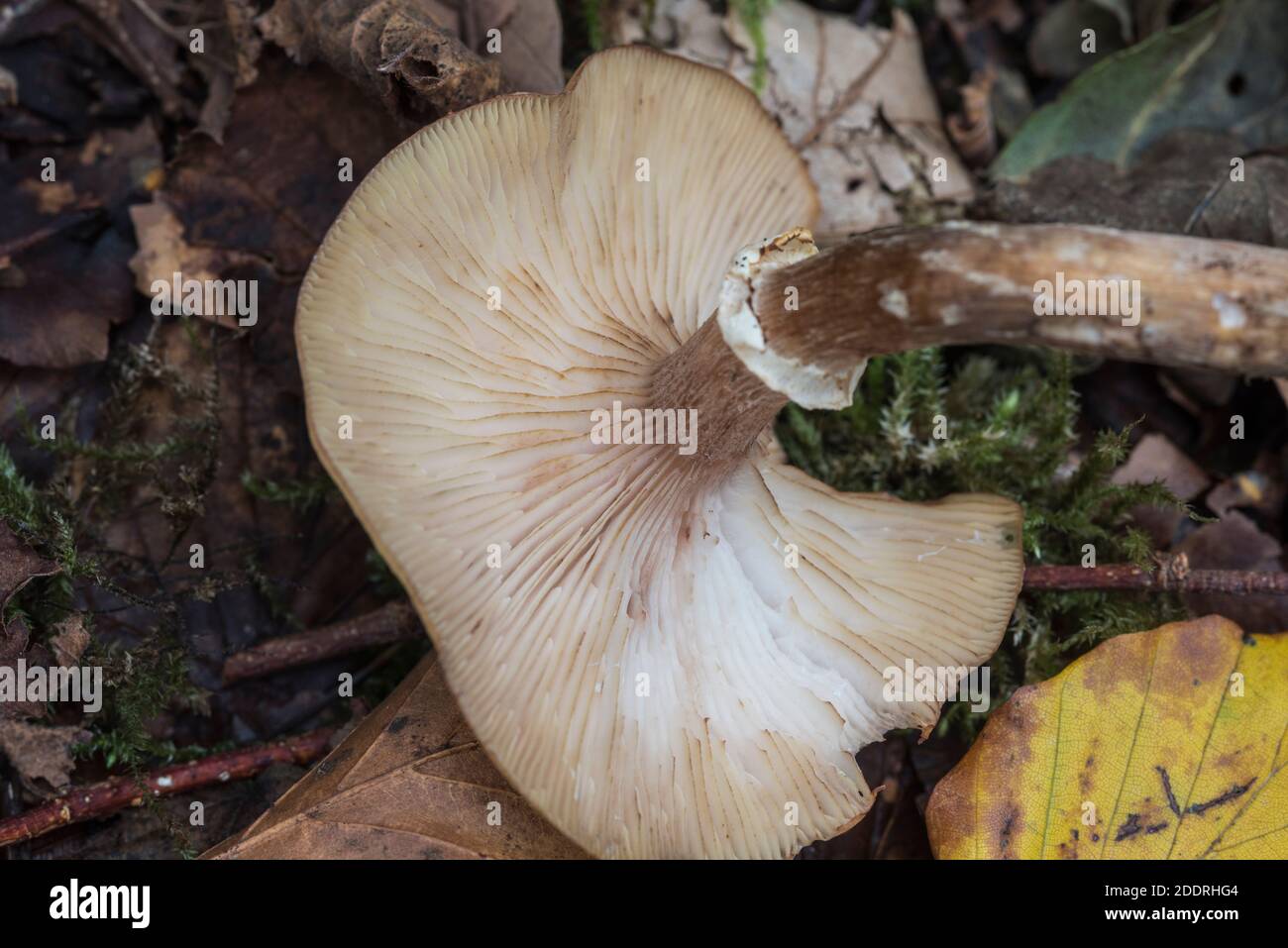 Rustgill spettacolare (Gymnus junonius) Foto Stock