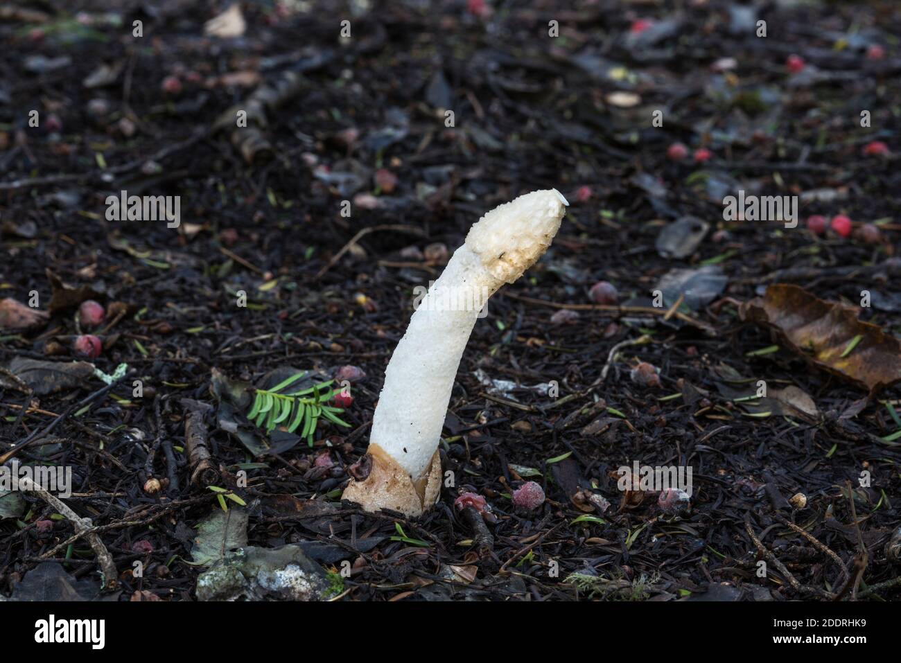 Fungo - Stinkhorn (phallus impudicus) Foto Stock