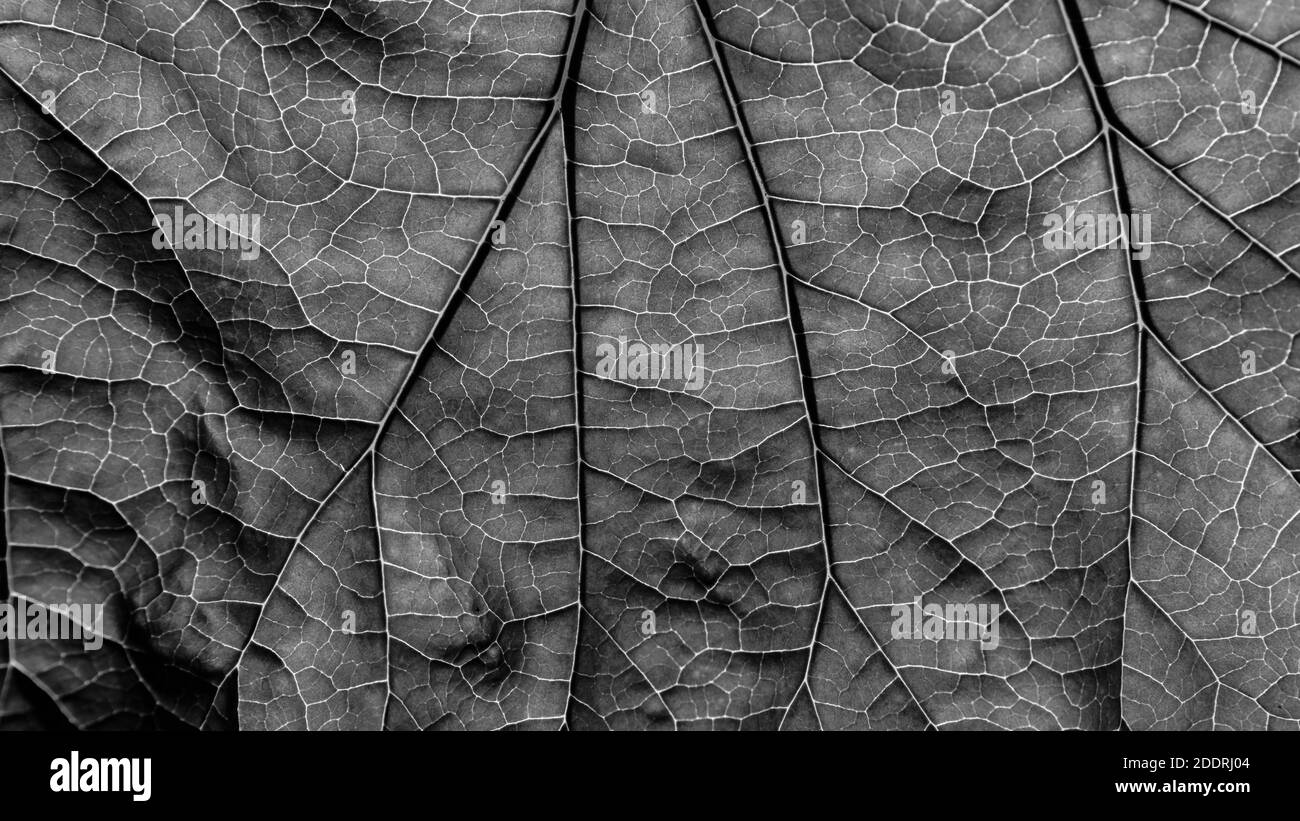 consistenza delle foglie contro la luce bianca e nera Foto Stock