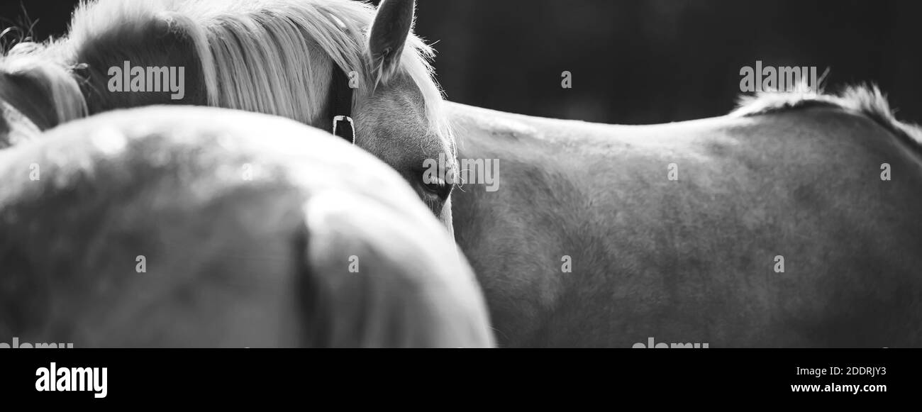 Ritratto in bianco e nero di un bel pony calmo con ciglia bianche e un halter sul viso, in piedi a metà girata accanto ad un altro pony. Mandria. Foto Stock