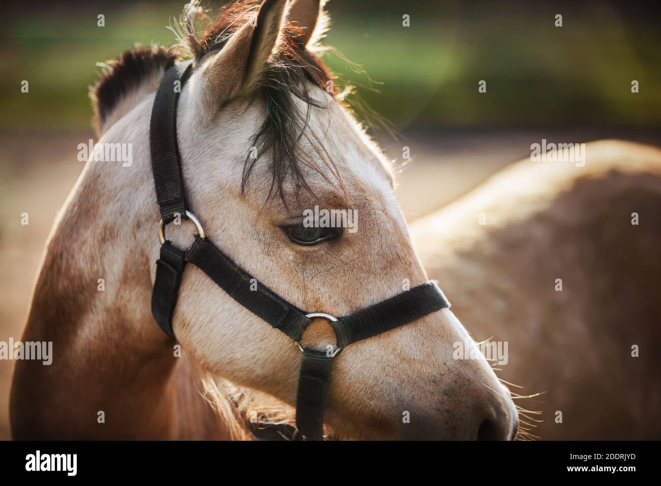 In un campo illuminato dalla luce del sole si erge un bel cavallo leggero con lunghi bangs e una bretella nera sul suo muso. Bestiame. Foto Stock