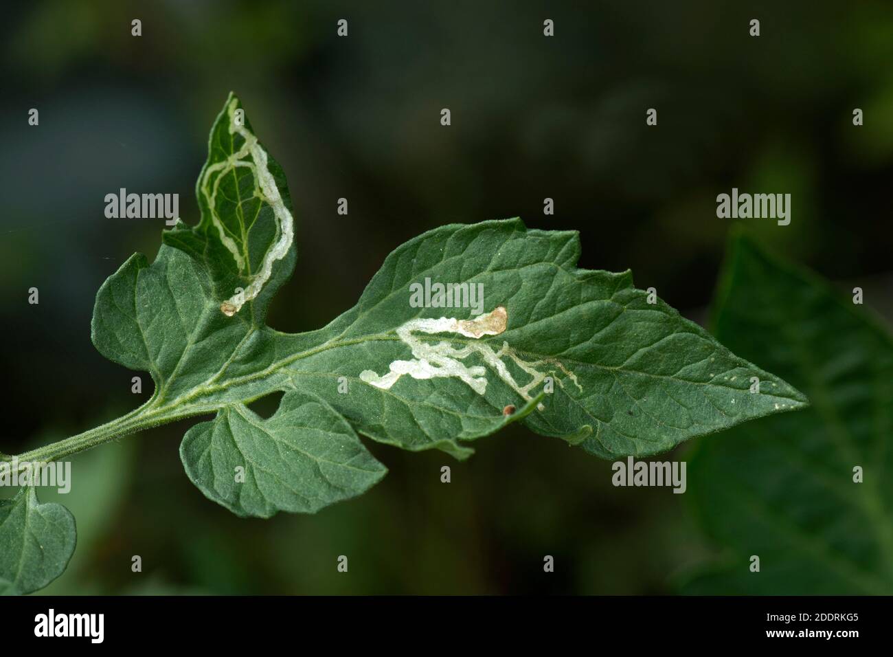 Danni all'estrazione delle foglie di un pomodoro causati da un fogliame (Liriomyza bryoniae) in un giardino serra raccolto, Berkshire, giugno Foto Stock