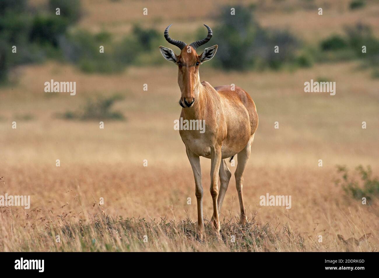 Hartebeest, alcelaphus buselaphus, adulto in piedi sulla collina di Termite, Parco Masai Mara in Kenya Foto Stock