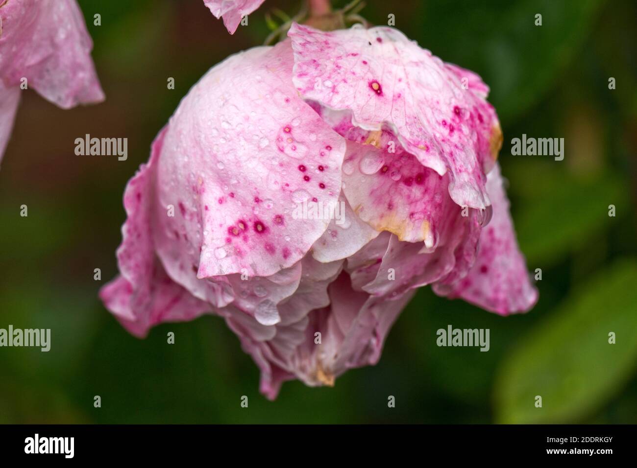 Rosa rosa (Rosa sp.) fiori ricoperti di goccioline di pioggia che mostrano i segni precoci e avanzanti di muffa grigia (Botrytis cinerea) spotting, giugno Foto Stock