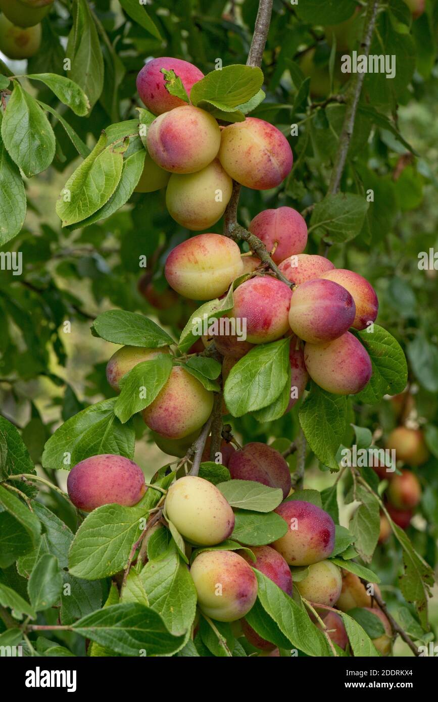 Verde porpora, prolifica e fruttuosa varietà di prugne di maturazione Victoria sull'albero in estate, Berkshire, giugno Foto Stock