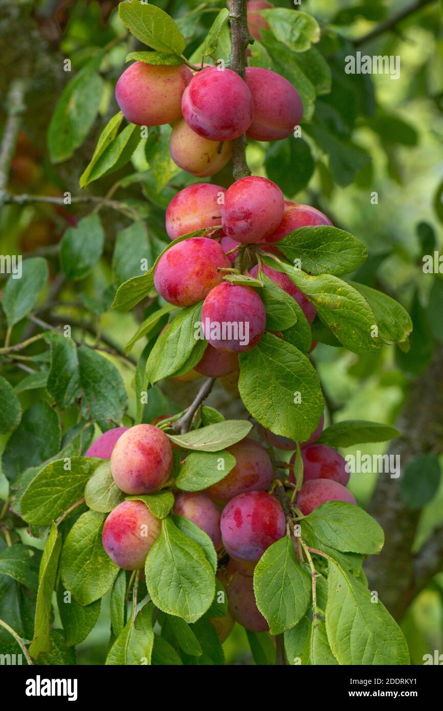 Verde porpora, prolifica e fruttuosa varietà di prugne di maturazione Victoria sull'albero in estate, Berkshire, giugno Foto Stock