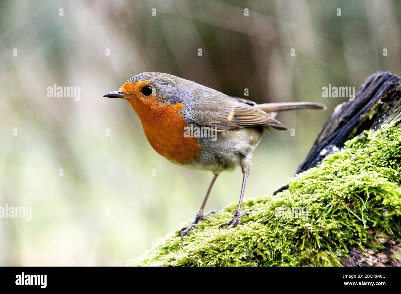 European Robin, erithacus rubecula, adulto in piedi su Moss, Normandia Foto Stock