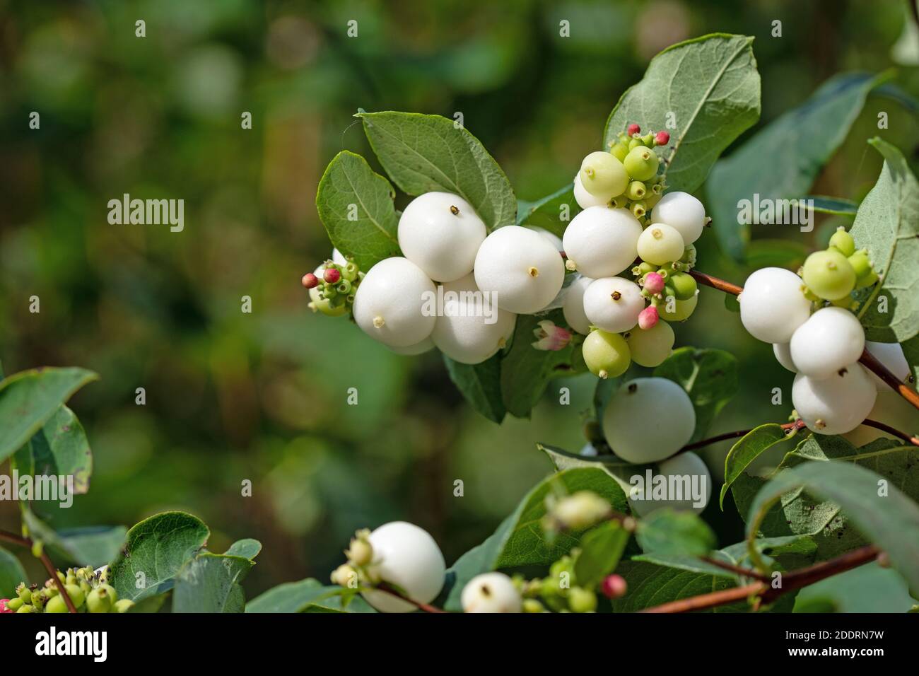 Frutti della bacca di neve, Symphoricarpos Foto Stock