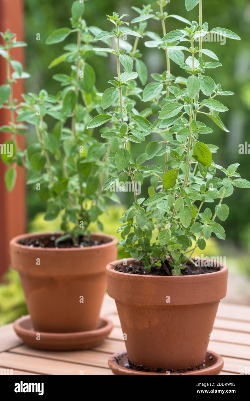 Piante di Oregano in vaso Foto Stock
