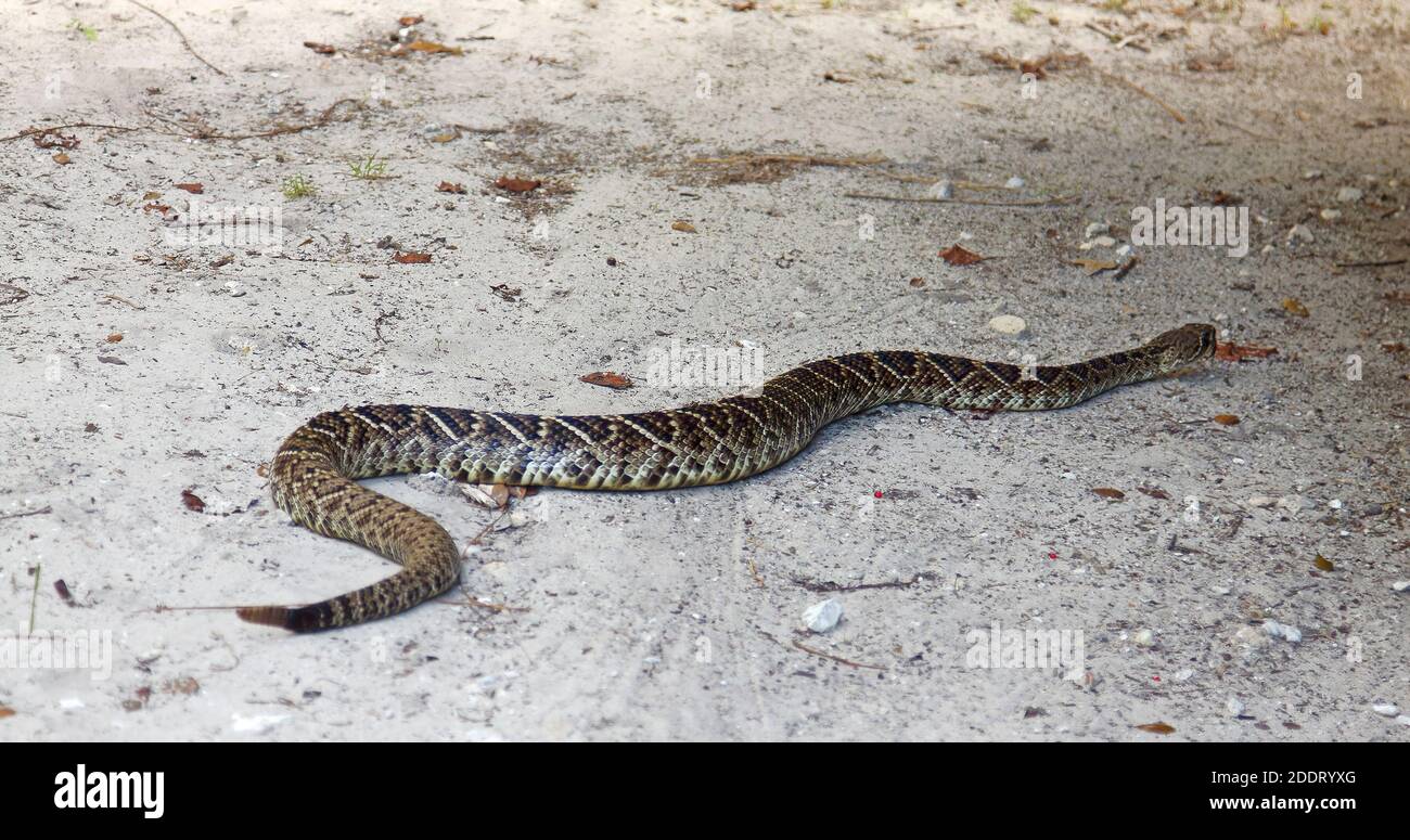 Rattlesnake orientale diamondback, scivolando lungo terreno sabbioso, in movimento, primo piano, Crotalus adamanteus, rettile, fauna selvatica, animale, lon del Nord America Foto Stock