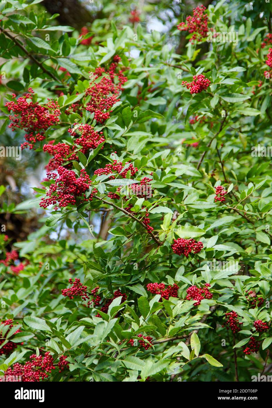 Dahoon Holly, Ilex cassine, pianta femminile, bacche rosso brillante, grappoli, foglie verdi oblunghe, nativo della Florida, albero, natura Foto Stock