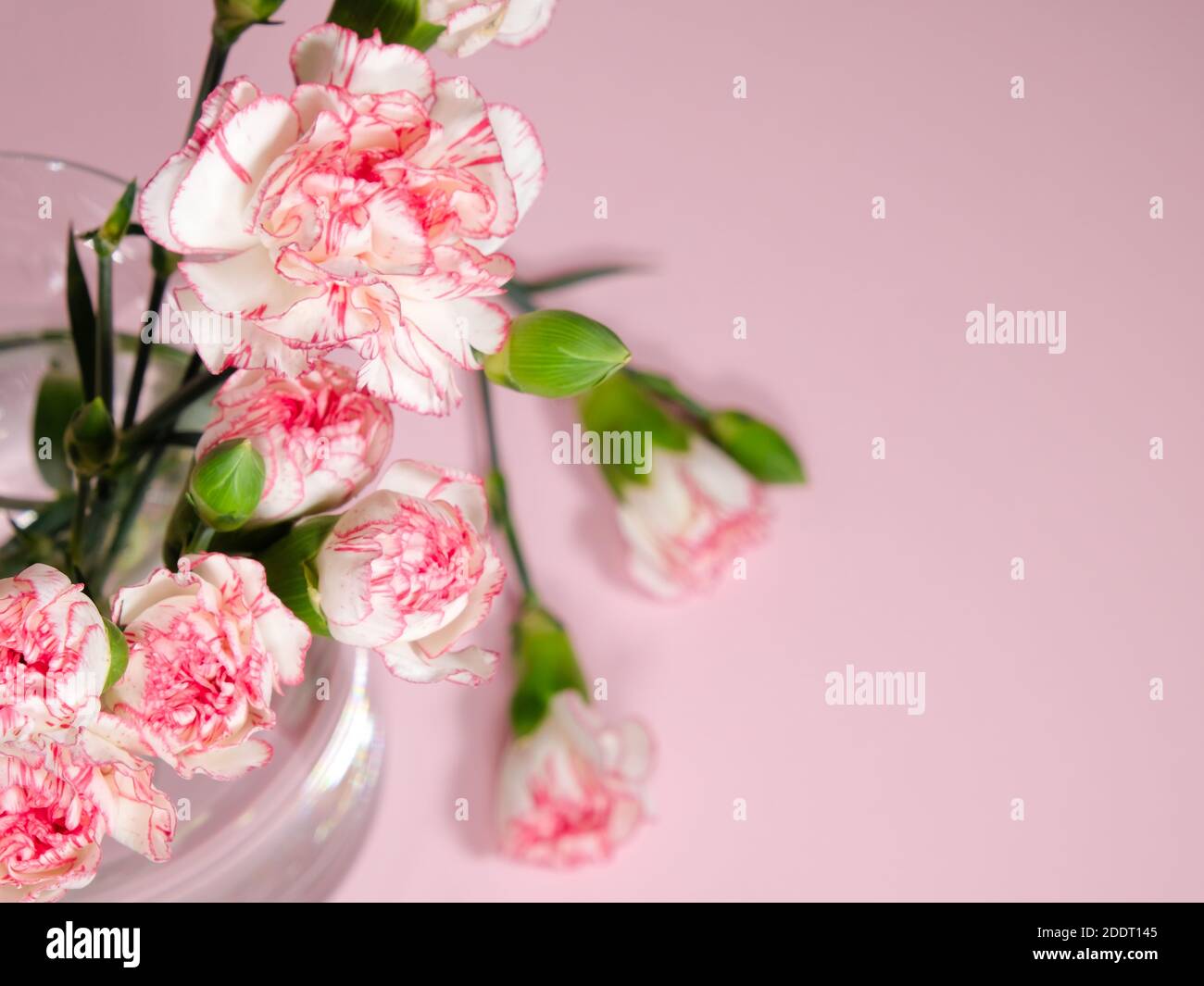 Fiori di garofano bianchi pinky in vaso su sfondo rosa Foto Stock