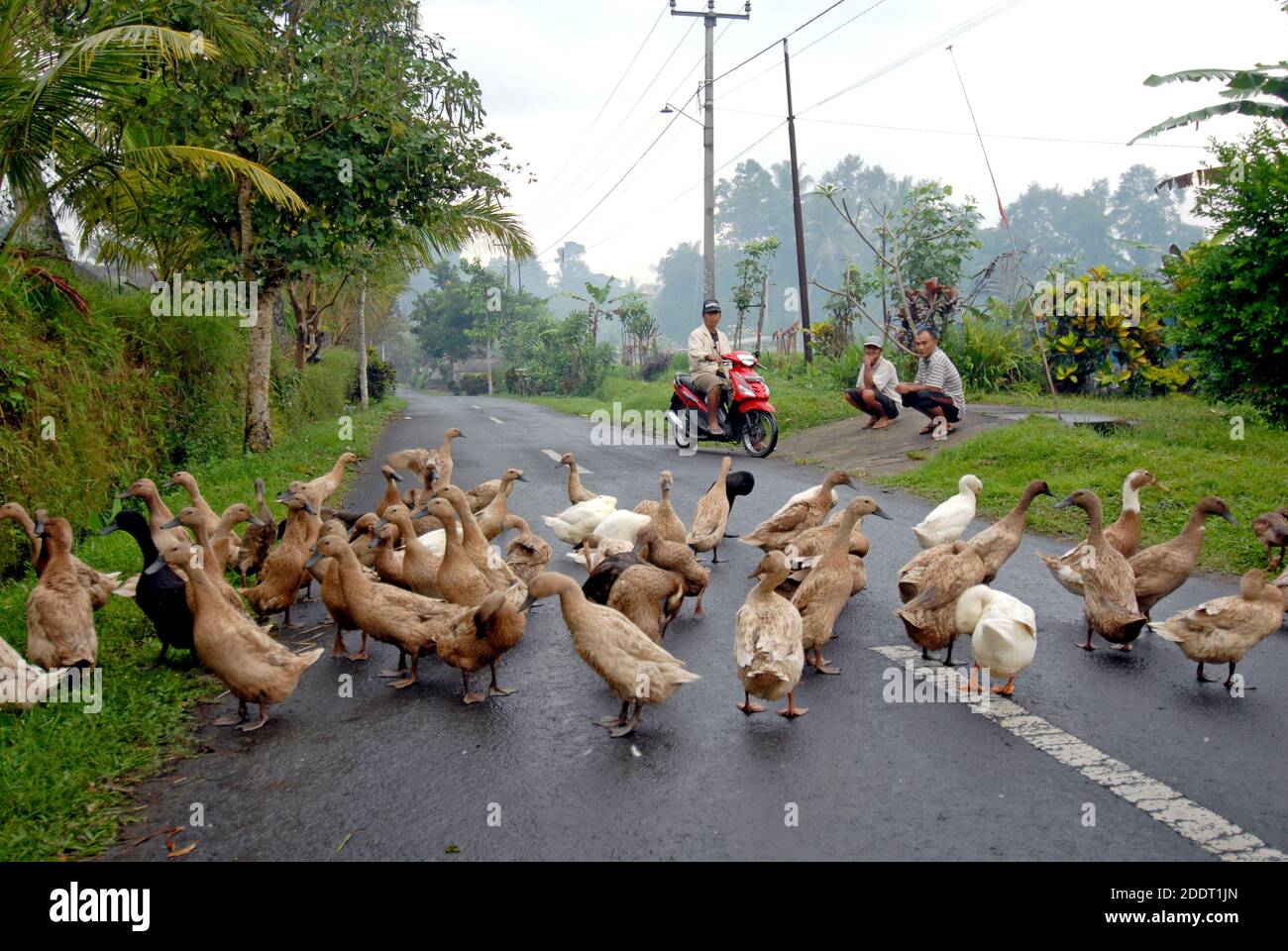 Un gruppo di anatre che attraversano una strada rurale, a Bali, Indonesia. Foto Stock